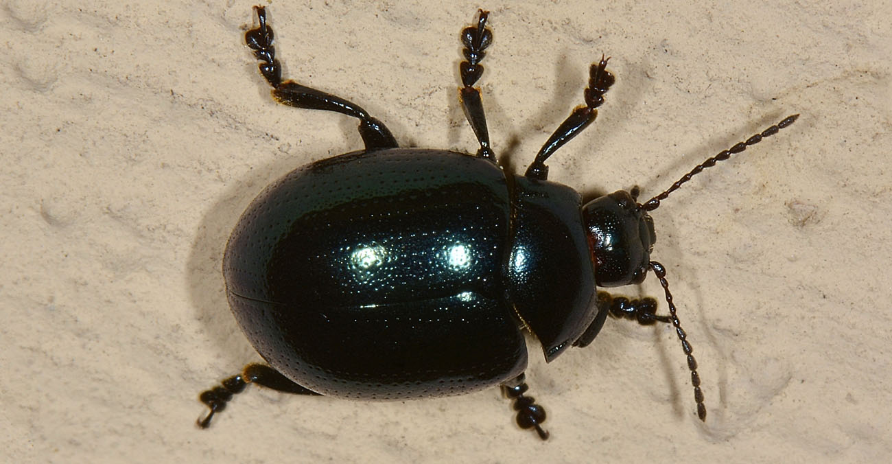 Chrysolina da id.
